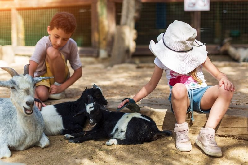 Ocala Pet Palooza — Ocala