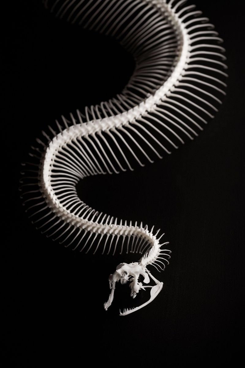 Omaha World Oddities Expo — Omaha